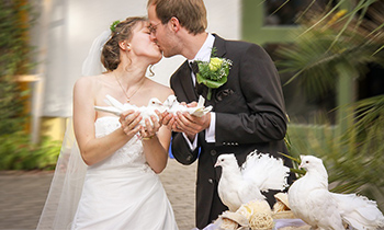 Colombe per matrimonio Colombe per matrimonio
